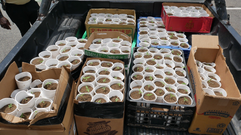 Plantas de marihuana incautadas por las autoridades.