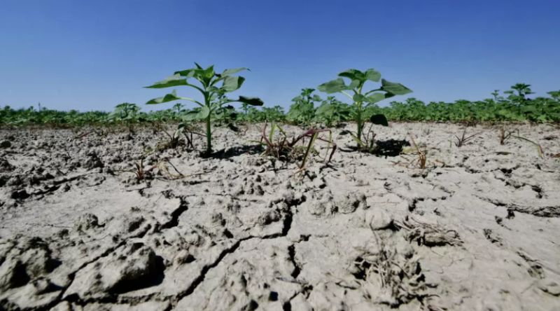 Esta foto muestra un suelo seco en un campo de girasoles cerca del delta del Po, en Scardovari, en el noreste de Italia, el 26 de junio de 2026.