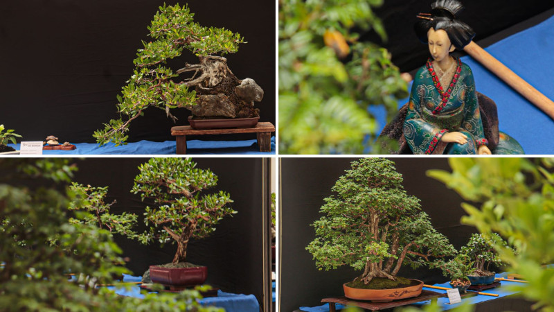 Quinta Exposición Nacional de Bonsái