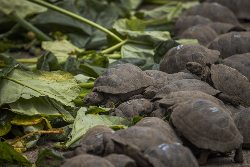 Crías de tortugas gigantes de Galápagos.