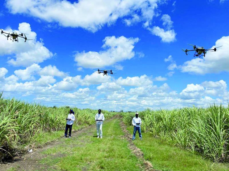 Jóvenes pilotos elevan los drones en el cañaveral donde lo emplean para la fumigación y fertilización.