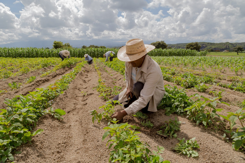 El ejecutivo de Ferquido explicó que las variaciones extremas, desde sequías hasta excesos de lluvia y olas de calor, generan condiciones críticas para la agricultura nacional.