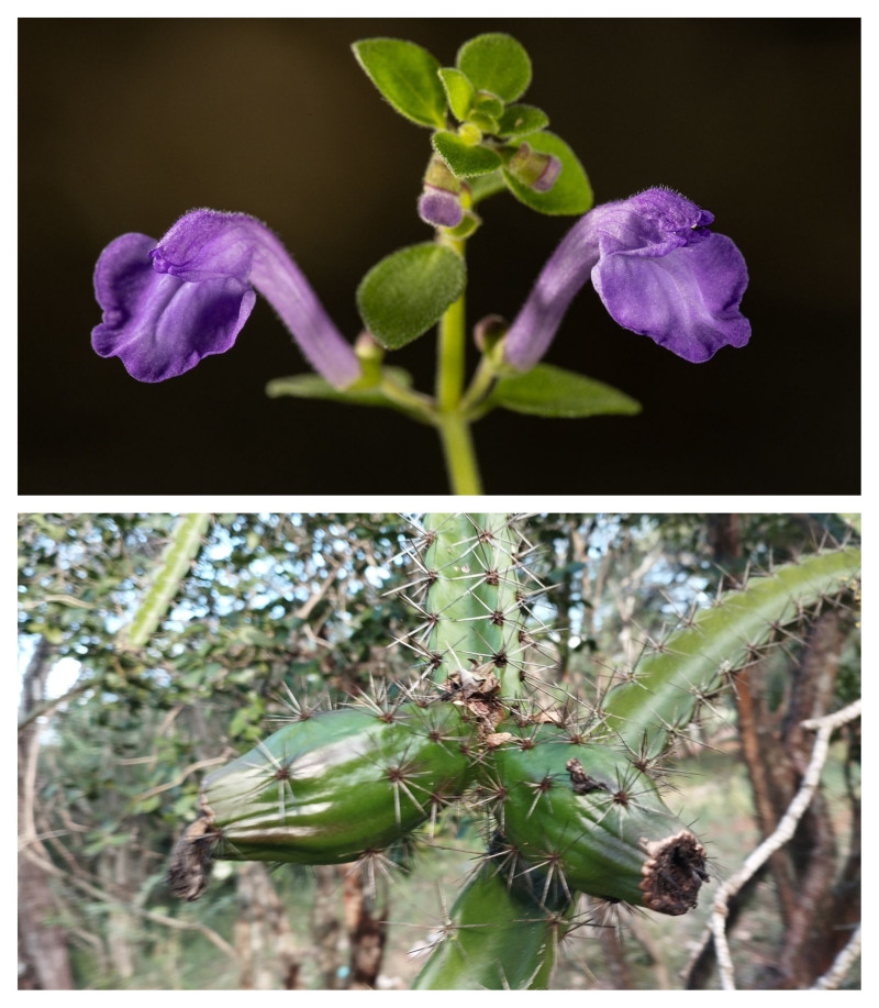 Salvia claseana. Fragoso & Salazar / Leptocereus velozianus.  Clase, Y. Encarn., Peguero & Majure
