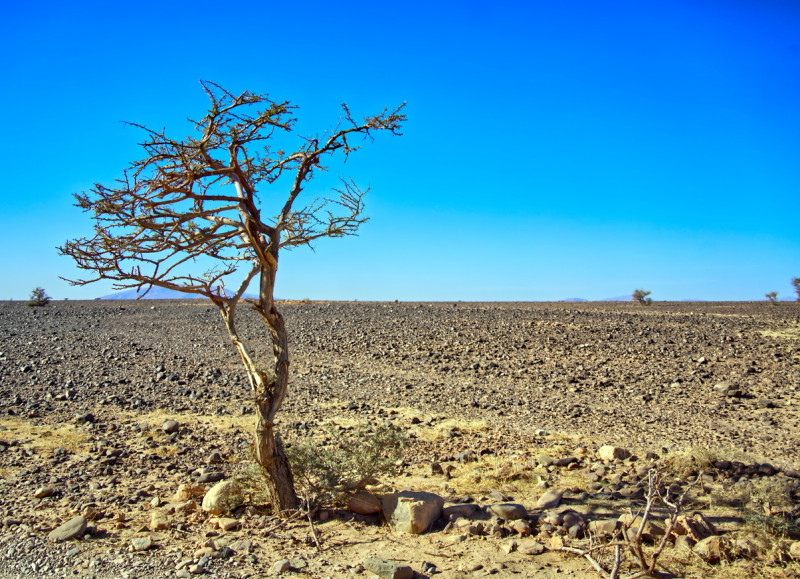El Fondo de Inversión para la Resiliencia a la Sequía (DRIF), que aspira a movilizar hasta 400 millones de dólares de capital privado para financiar proyectos contra los efectos de la sequía.