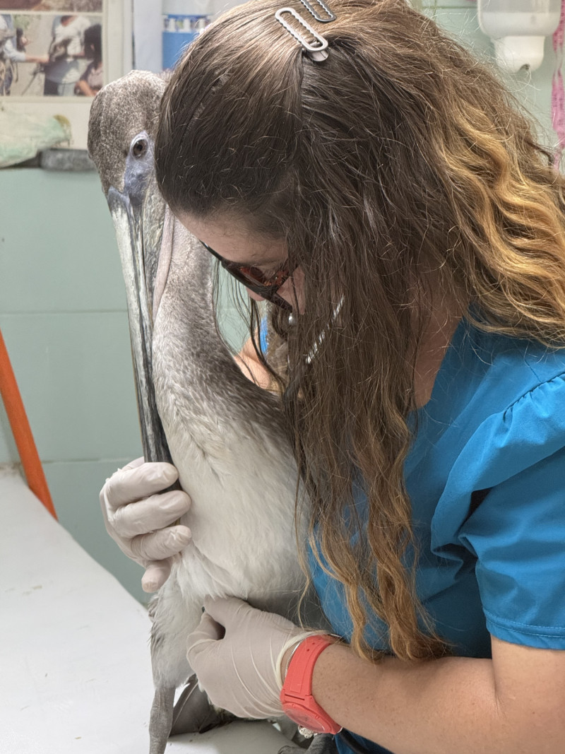 Llamado comúnmente “pelícano pardo del Caribe”, su nombre científico es Pelecanus occidentalis occidentalis. Esta subespecie se encuentra en el mar Caribe y el ejemplar tipo proviene de Jamaica.