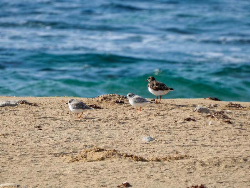 Playero Turco (Arenaria interpres) y Chorlito Silbador (Charadrius melodus)