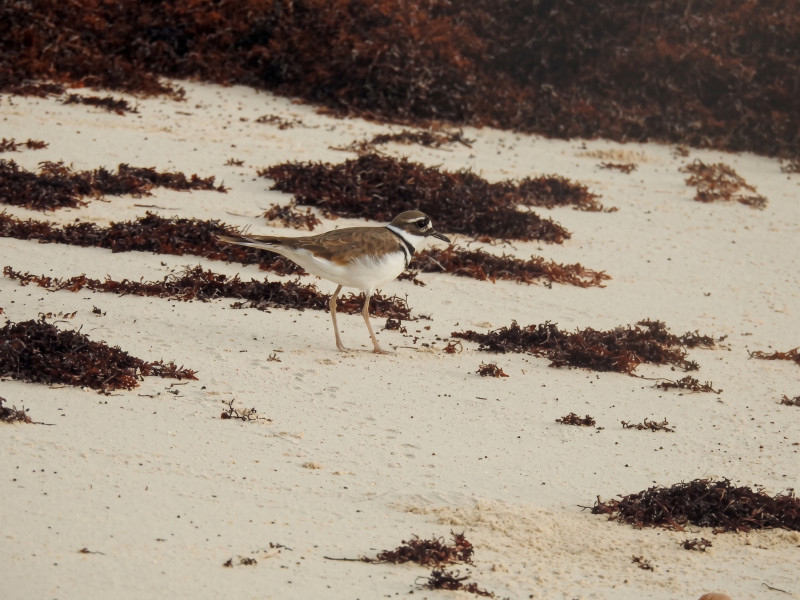 Tiíto (Charadrius vociferus)