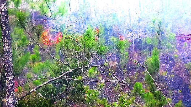 Durante el quinto día del devastador incendio en la Sierra de Bahoruco, el personal operativo ha mantenido una tenaz lucha para detener el avance de las llamas al aproximarse a vegetación de madera dura.