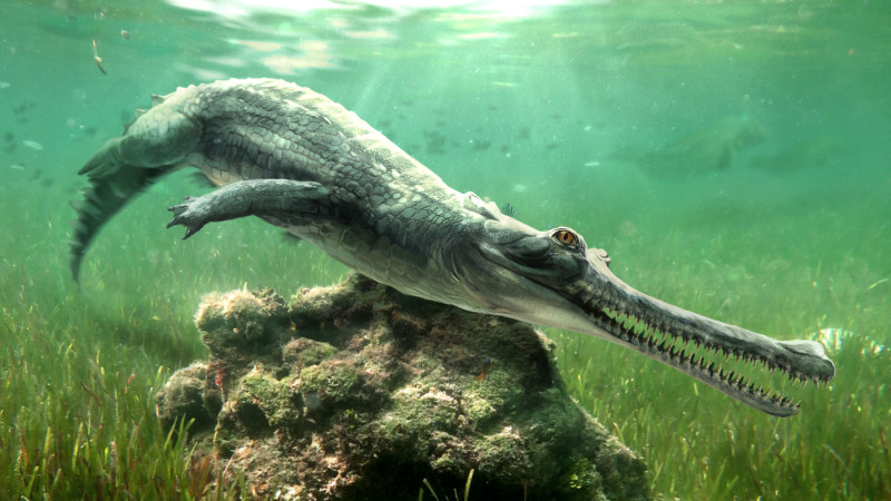 Un equipo internacional de investigadores ha descubierto una nueva especie de cocodrilo, ya extinta, cuyos restos aparecieron entre las rocas utilizadas para construir la Gran Esfinge egipcia de Guiza