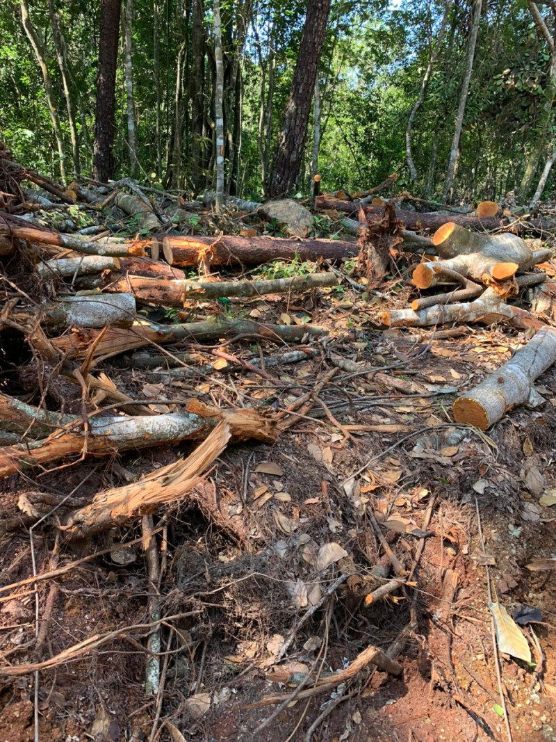 Esta imagen refleja el impacto de la deforestación que amenaza a las ciudadanos.
