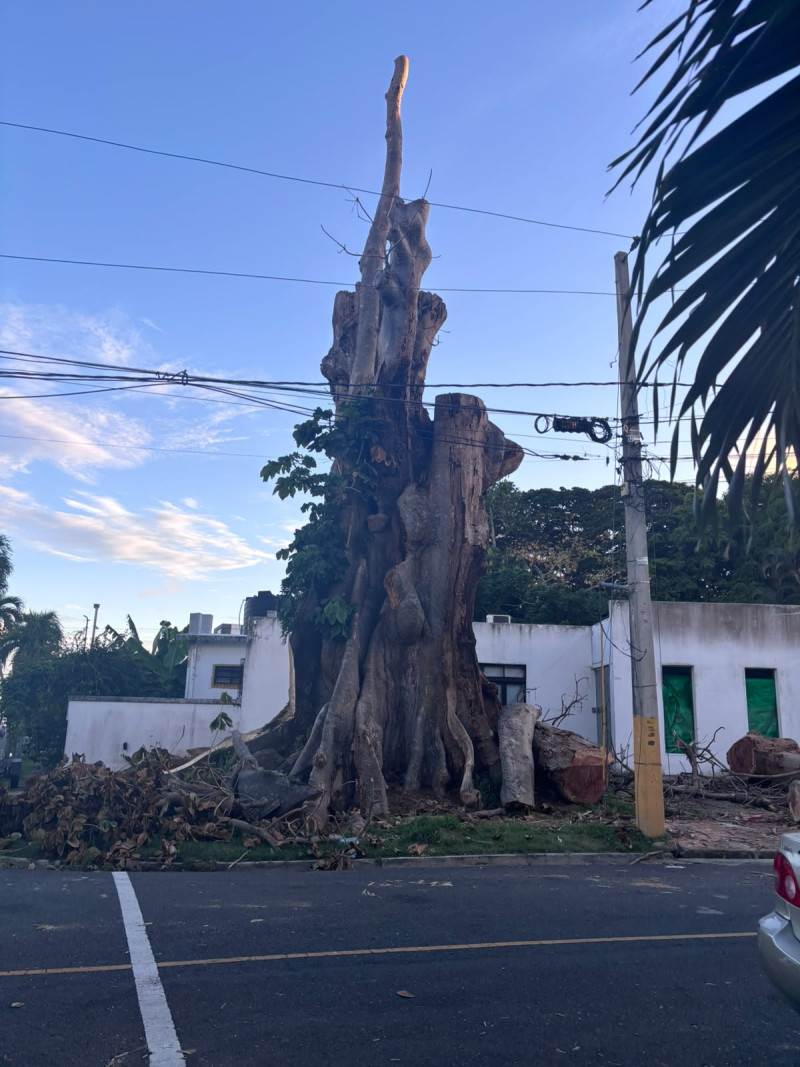 Un árbol centenario sometido al castigo de corte por la motosierra.