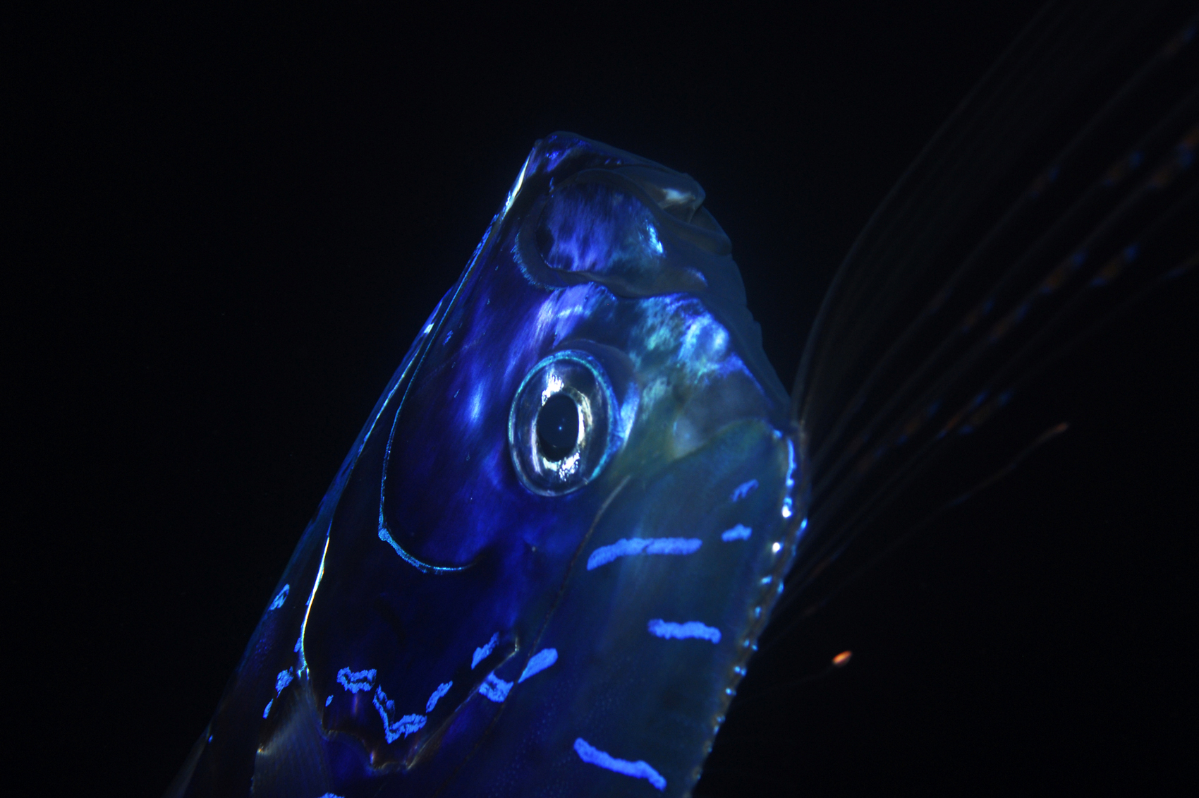 Pez remo o