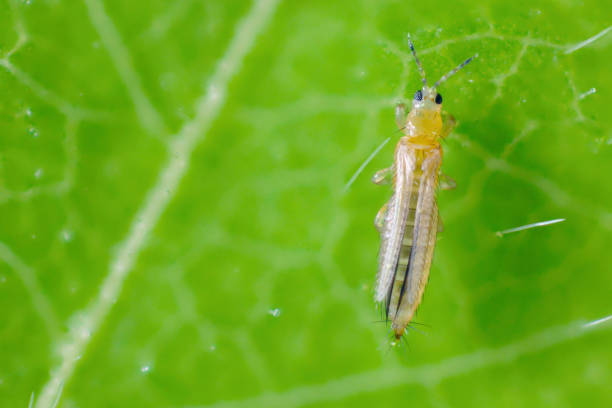 Trips Jpg Insect ¿Qué son los “trips”? Conozca lo que hace este insecto a la agricultura
