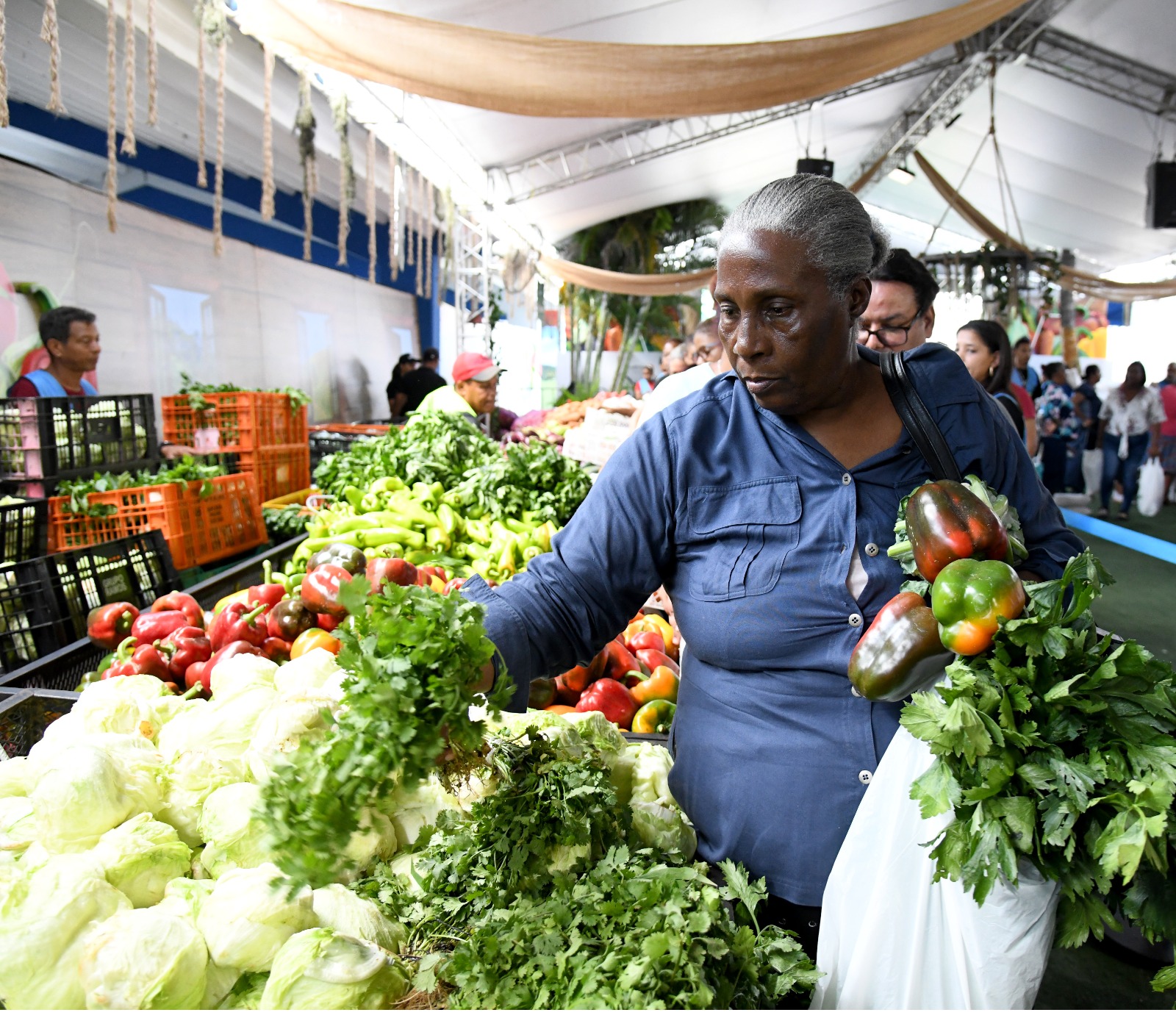 Una señora observa unos ramos de apio, cuyo paquete se vende a RD$25 en la Feria Agropecuaria.