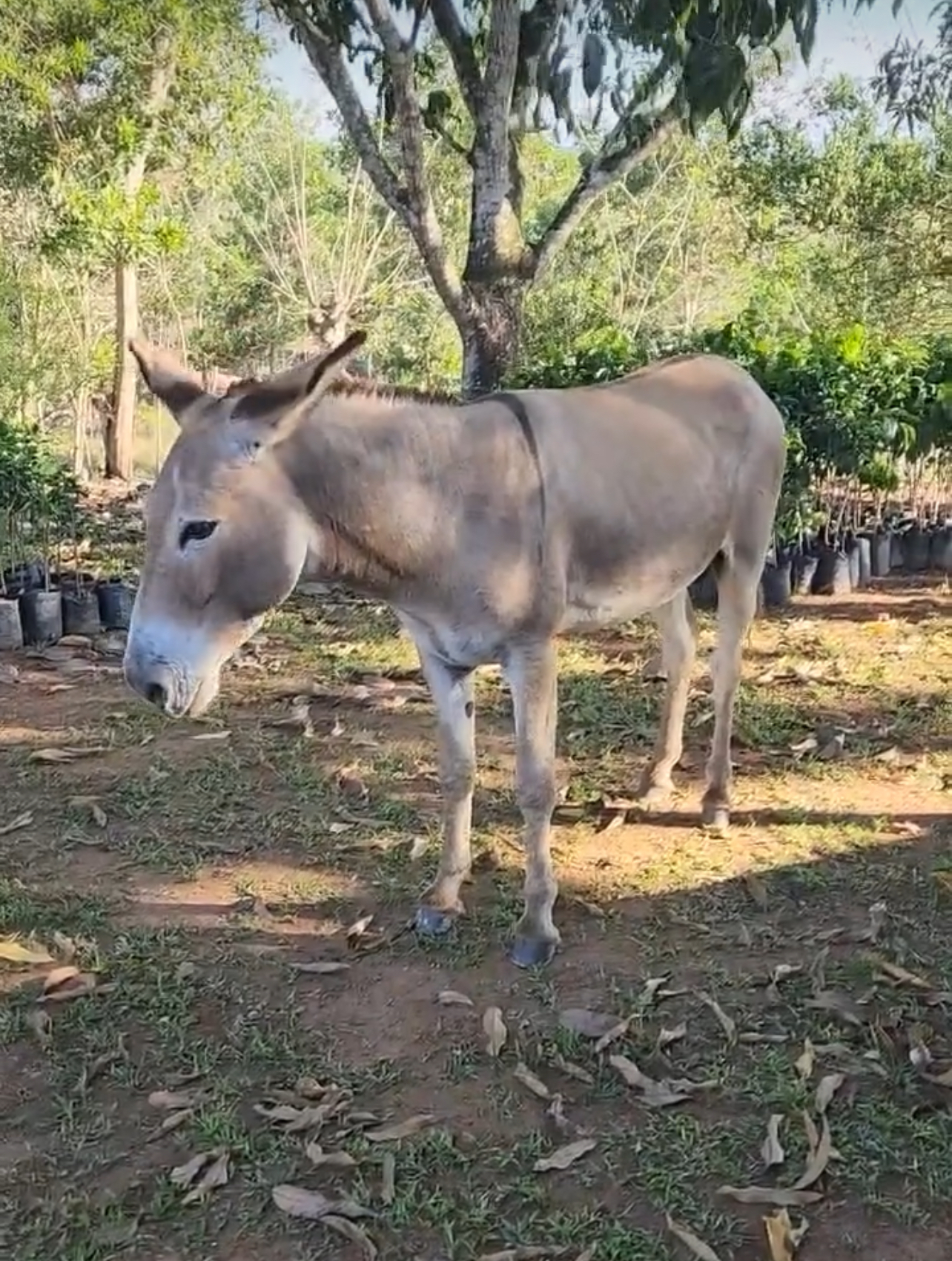 Ignacio, el querido burro de Rubby Pérez que comía en la mesa con él y ...