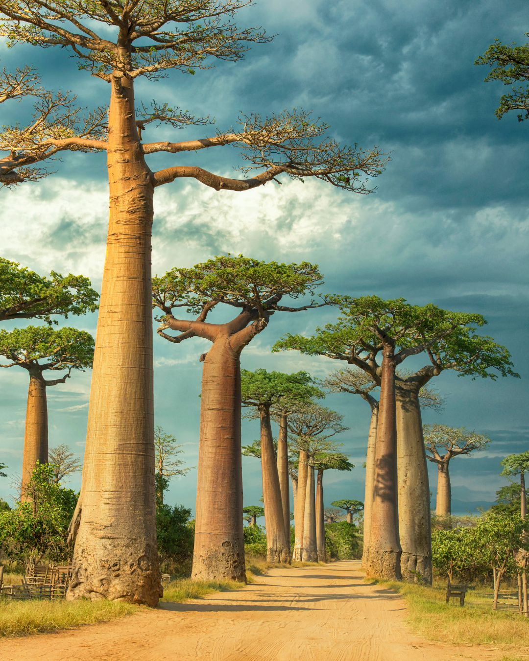 Avenida de los Baobabs