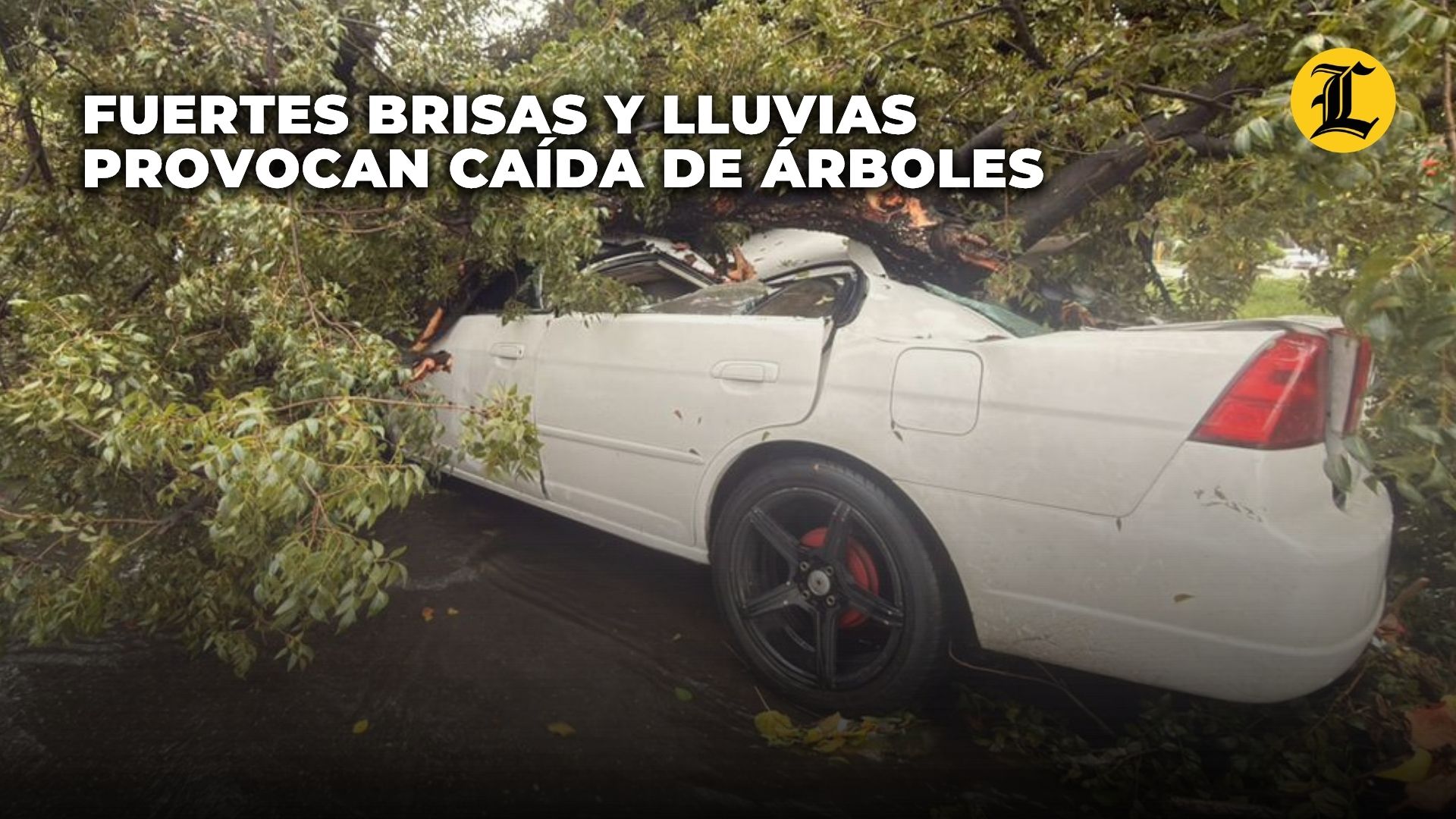 Uno de los incidentes ocurrió en la intersección de las calles Hermanos Deligne y Casimiro de Moya con la avenida Independencia, donde dos árboles se desplomaron y cayeron encima de dos vehículos.<br />