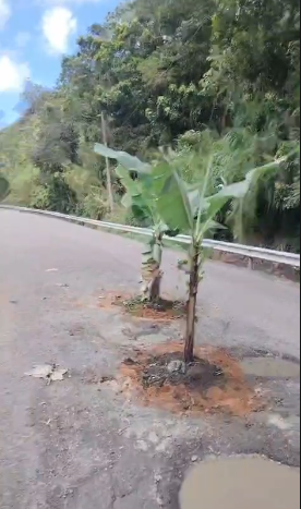 Método de protesta, plantando un árbol en medio de una calle.