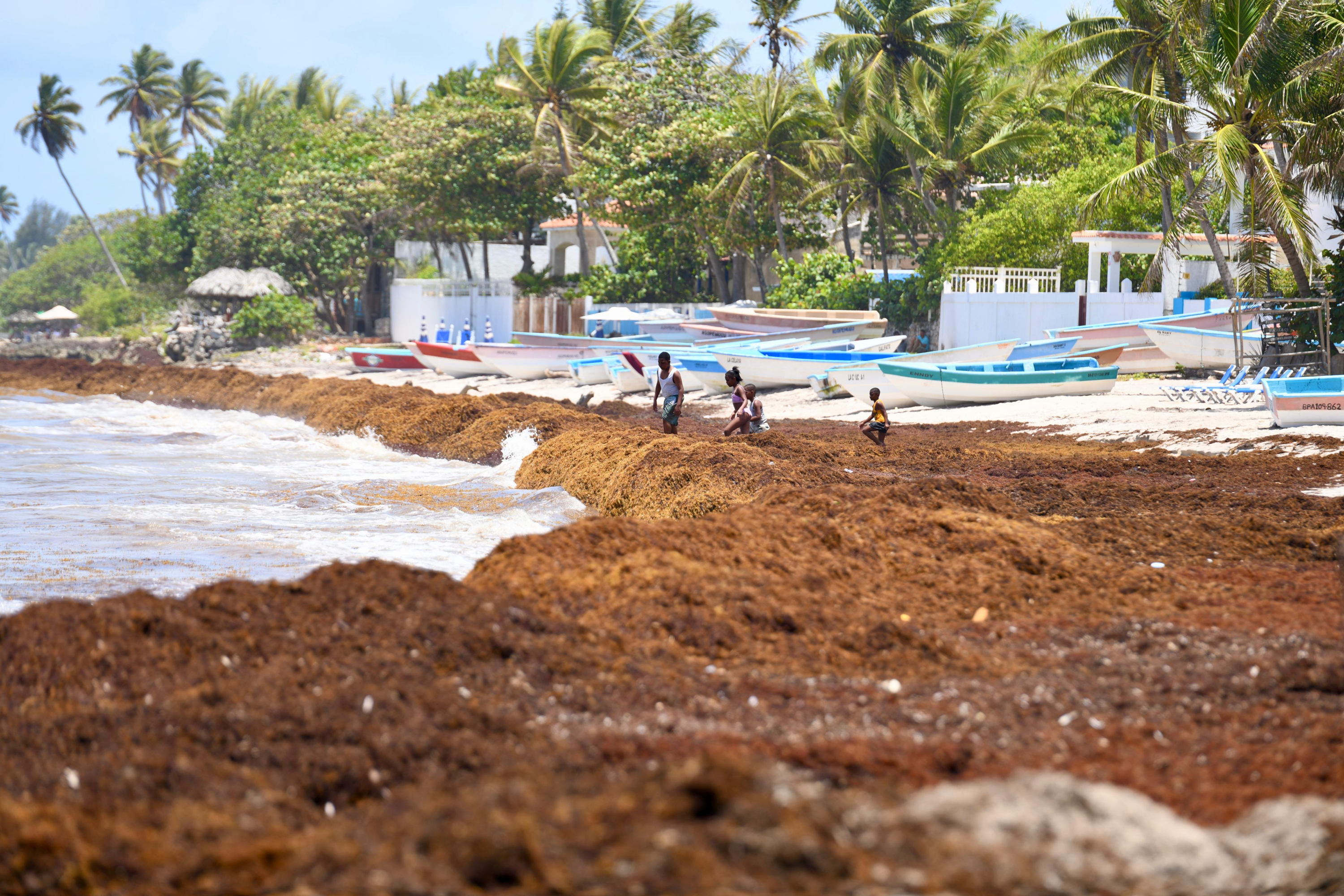 Acumulación de sargazo en una playa de la región este. Este fenómeno natural genera un fuerte olor putrefacto al entrar en proceso de descomposición tras varios días en la orilla.