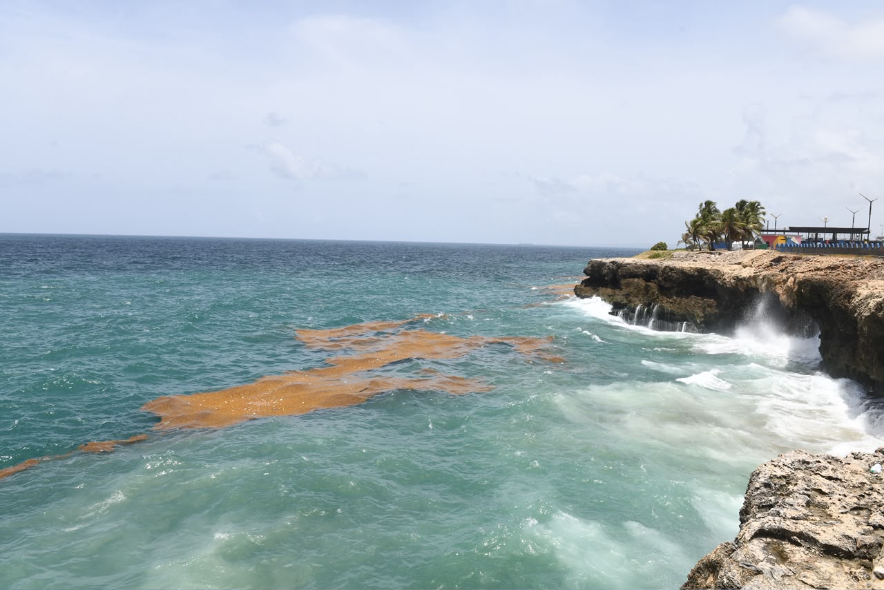 Una masa de sargazo acumulada en las costas de malecón de Santo Domingo.