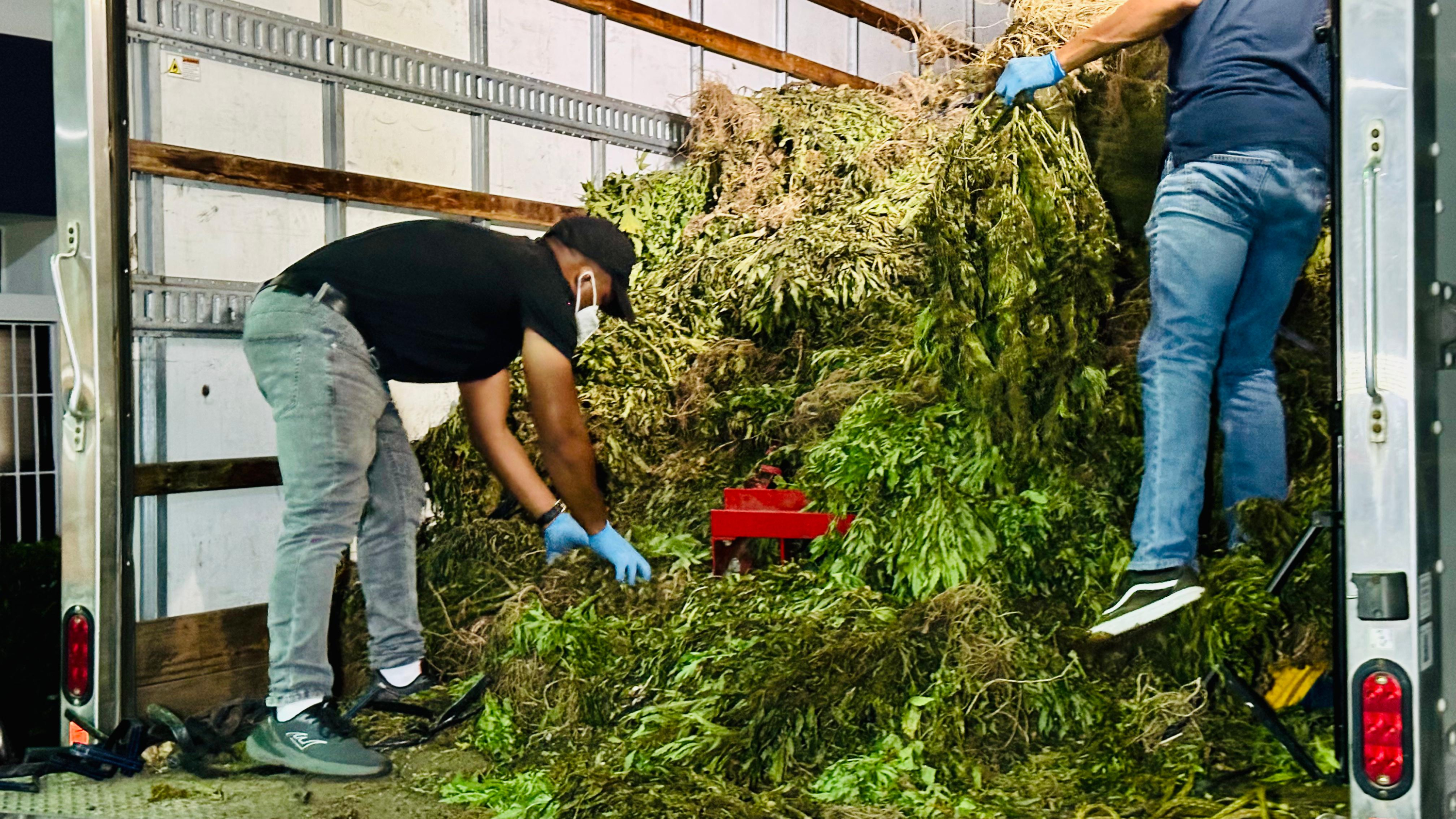 Plantación de marihuana en Ocoa