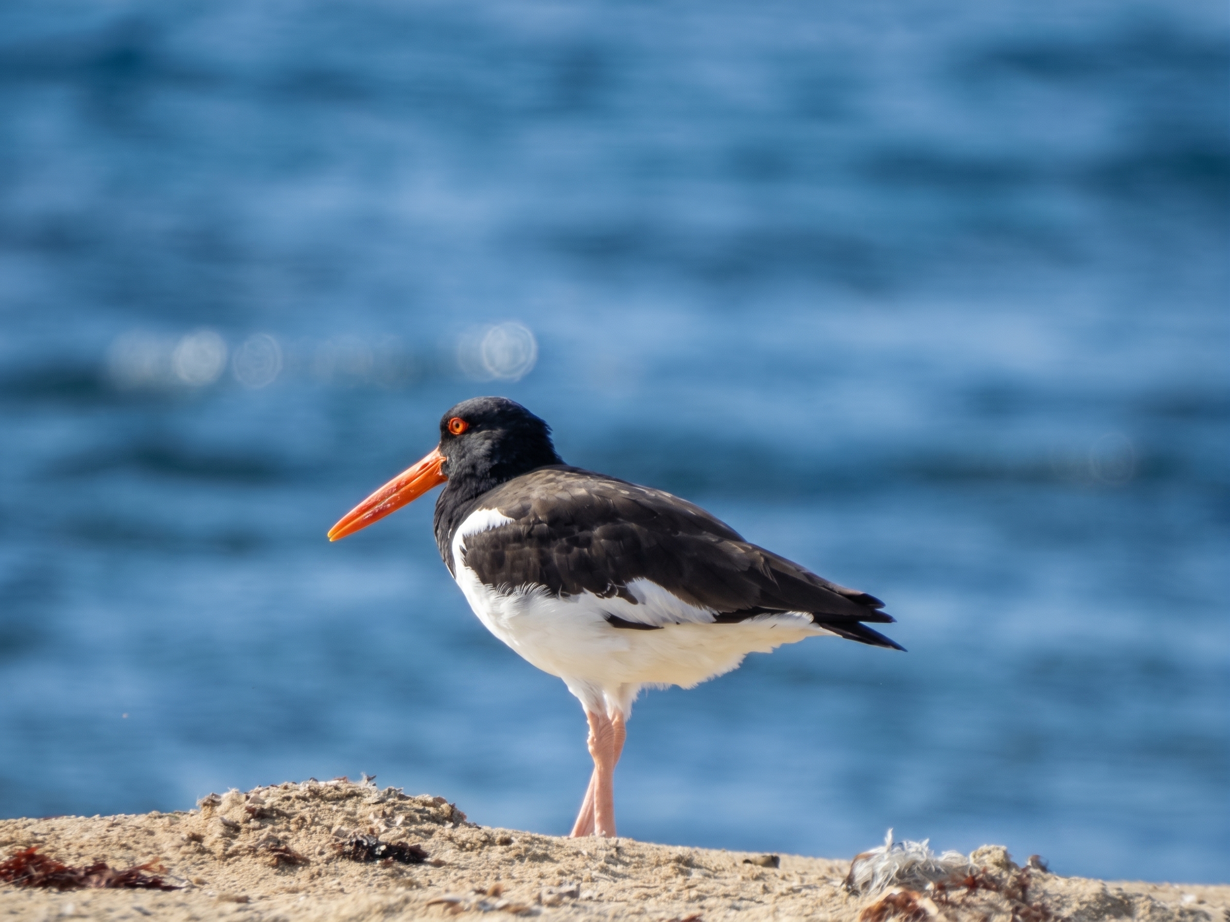 El Caracolero (Haematopus palliatus) es una ave playera grande, voluminosa, de color blanco y negro, con un pico rojo y grueso.
