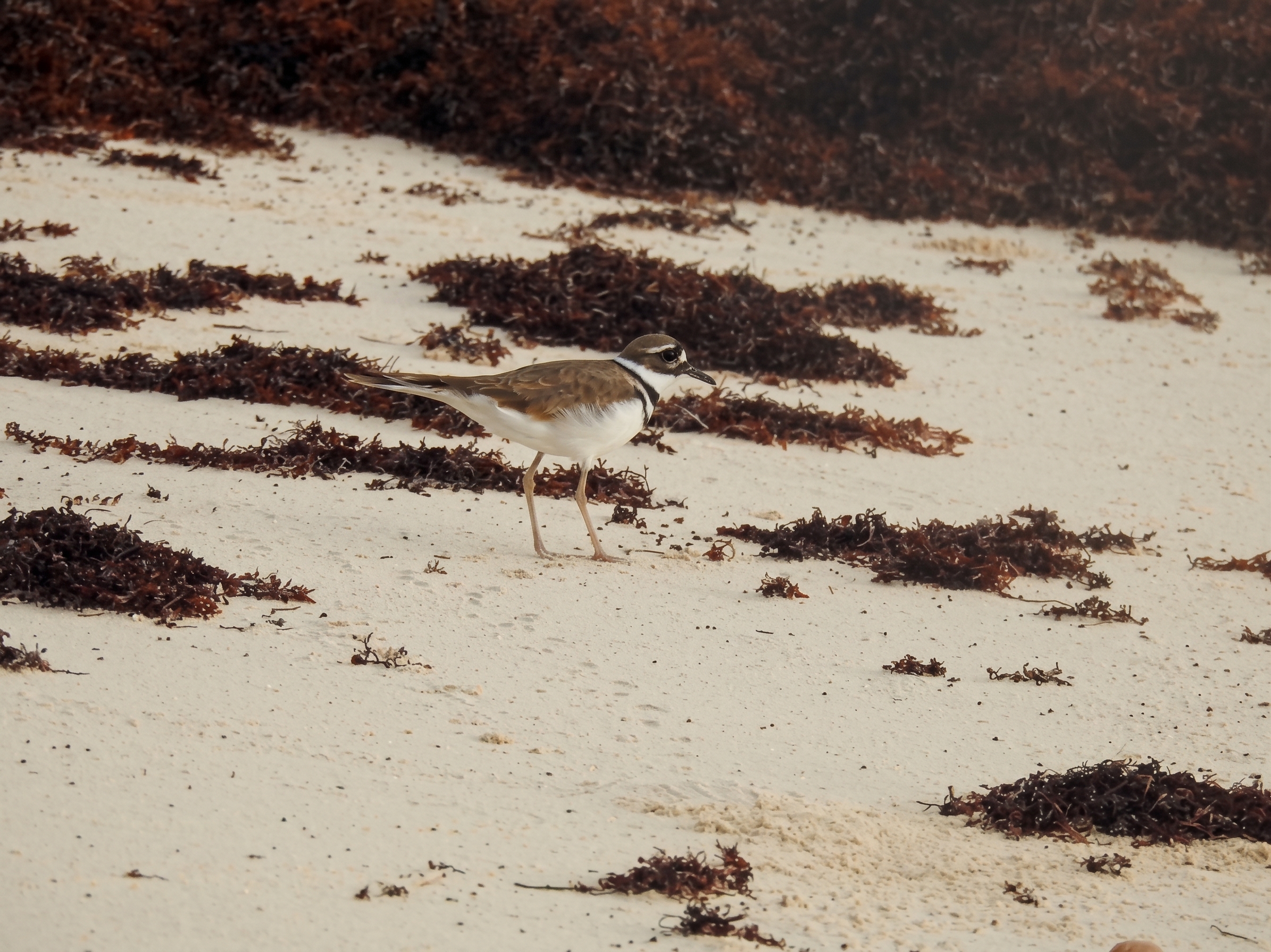 Tiíto (Charadrius vociferus)