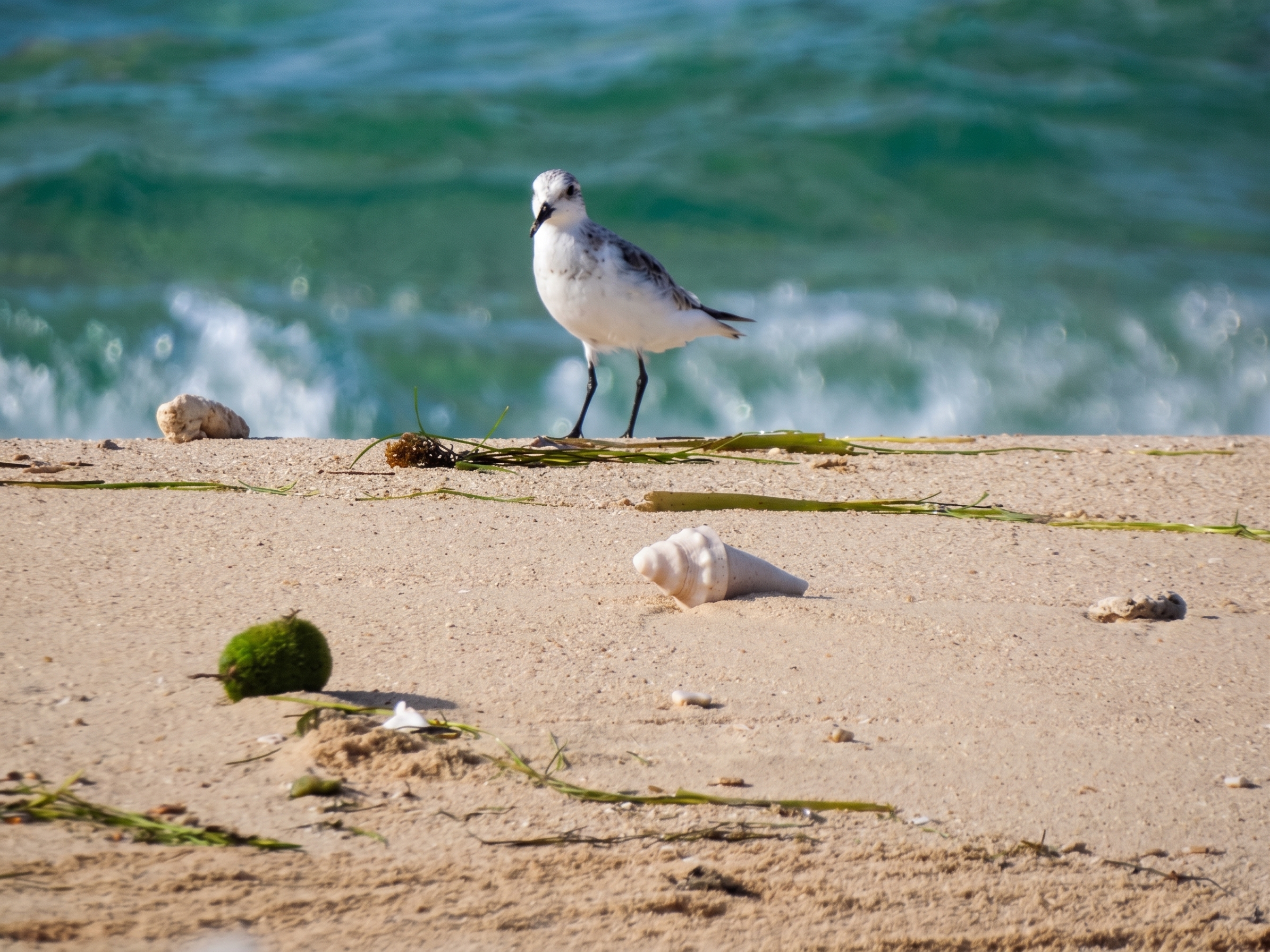 Playerito Blanquito (Calidris alba)