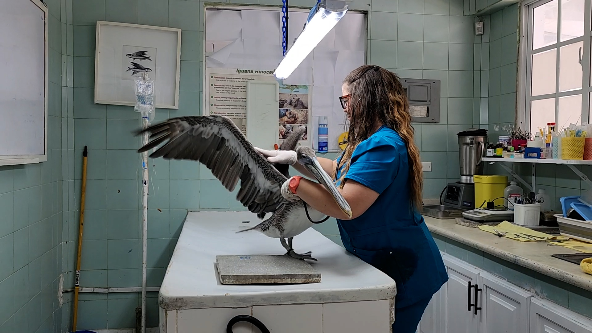 Marinero es revisado por Jazmín León, encargada de la clínica veterinaria y manejo de nutrición del Acuario Nacional de la República Dominicana